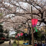 Japanese Cherry Blossom was blooming a weekend …
